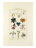 Tableau XVIII
