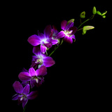 Purple Dendrobium Orchids