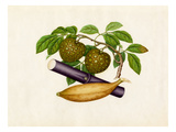 Annona squamosa  Musa × paradisiaca  Saccharum officinarum