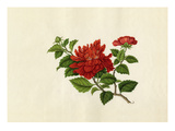 Hibiscus rosa-sinensis