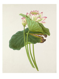 Plate 27