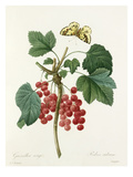 Plate 58