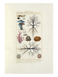 Tableau IV (Bis)