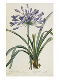 Agapanthus africanus