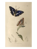 Apatura iris