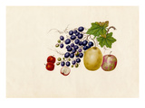 Vitis vinifera  Malus prunifolia  Pyrus communis  Sorbus megalocarpa