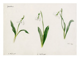 Galanthus byzantinus