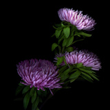 Pink Aster