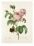 Rosa Centifolia: Rosier à cent feuilles