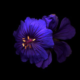 Cranesbill Geranium