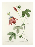 Plate 57