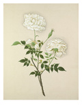 Plate 10