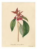 Enkianthus quinqueflorus