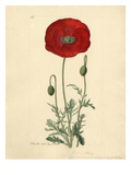Papaver rhoeas