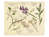 Wildflower composite