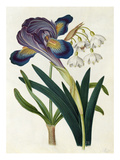 Painted Iris and Summer Snowdrop