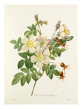 Plate 131
