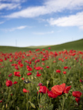 Poppy Field