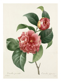 Plate 18
