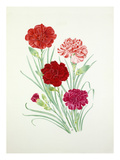 Dianthus Lord Chatham  striped sport  Crimson Clove and Starcross