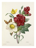 Plate 37