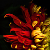 Flamenco Duotoned Chrysanthemum