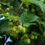 Hops