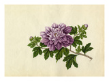 Hibiscus syriacus