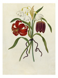 Scarlet Martagon  Cluster Snowdrop  Purple Fritillaria