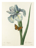 Plate 66