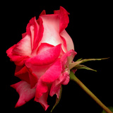 Duotone Rose