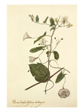 Plate 37
