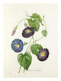 Plate 62