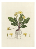 Primula acaulis