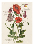 Plate 19
