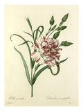 Oeillet panaché: Dianthus cariophyllus