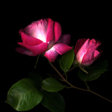 2 Roses 2 Tones
