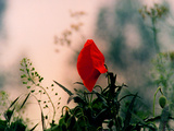 Poppy on the Fields of War
