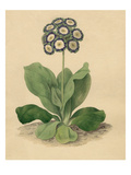 Primula auricula Cockups Eclipse