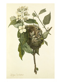 Plate 76