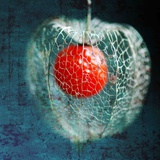 Prison of Love