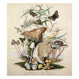 Plate VI