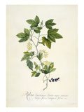 Ribes Americana fructu nigro minimo  Calyce floris campani formi