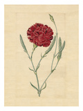 Wheatear carnation