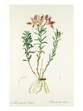 Alstroemeria pelegrina