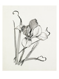 Iris unguicularis (Iris stylosa)