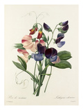 Plate 113