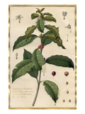 Jasminum Arabicum