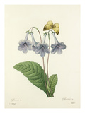 Gloxinie Var: Gloxinis Var