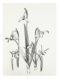 Galanthus varieties
